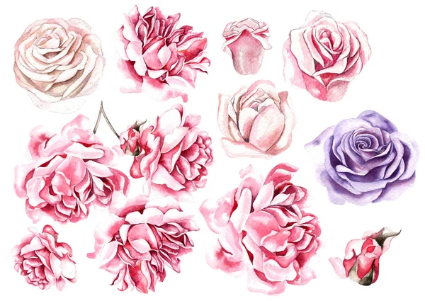 Magnifique aquarelle avec des fleurs de roses . — Photo