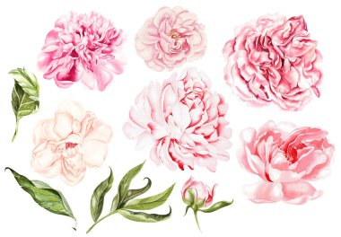 Şakayık çiçekler ve yaprakları ile güzel suluboya seti. 