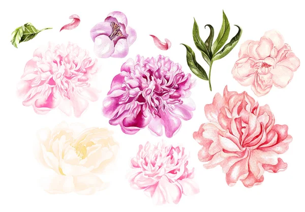 Magnifique aquarelle avec des fleurs et des feuilles de pivoine . — Photo