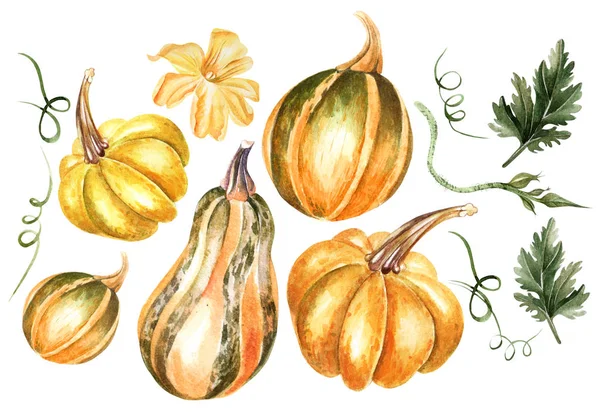 Watercolor autumn Set with pumpkins, flowers and leaves. — Stock Photo, Image