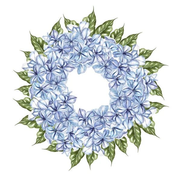 Couronne aquarelle avec des fleurs de plumbago . — Photo