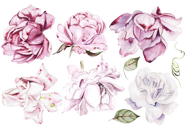 Ensemble aquarelle avec roses roses et violettes . — Photo