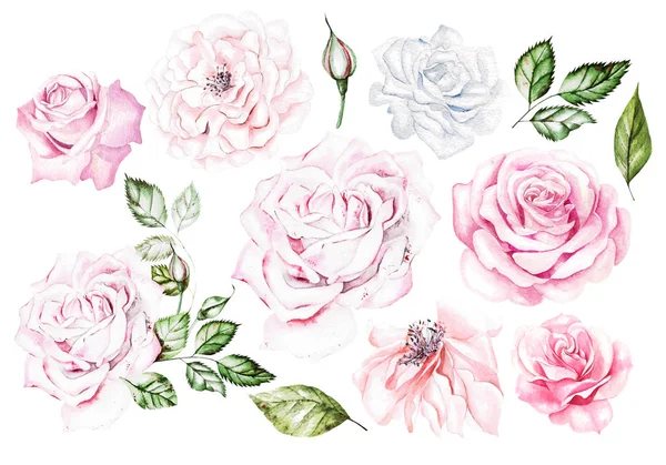 Ensemble aquarelle avec roses roses et blanches . — Photo