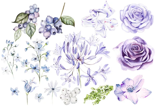 Aquarelle Set avec des roses violettes et violettes et des fleurs, des bleuets et des baies . — Photo