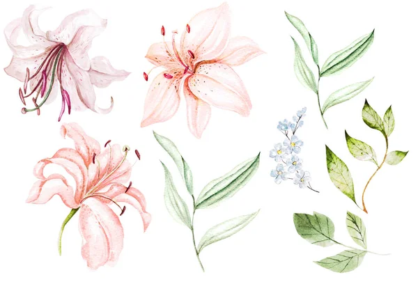 Akvarel set s liliovými květy. — Stock fotografie