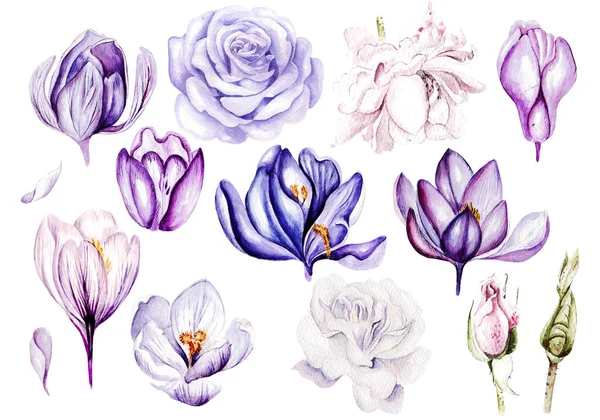 Watercolor Set with roses and crocus, different leaves, bud and leaves. — Stock Photo, Image