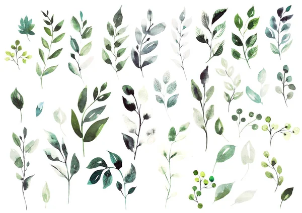 Watercolor elements  different green leaves. — Stock Photo, Image