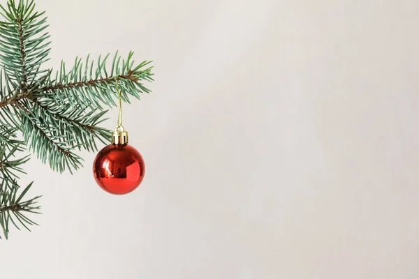 Noel kırmızı topu köknar brunch 'ında, Noel' de ve yeni yıl tatilinde. Kopyalama alanı