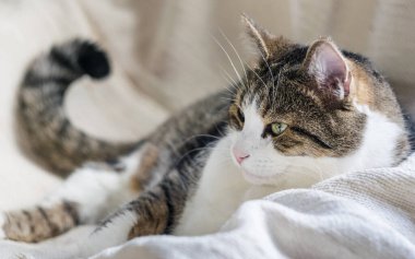 Yetişkin bir tekir kedi hafif bir battaniyenin üzerinde yatıyor. Seçici odaklanma, yakın plan. Kedi Günü