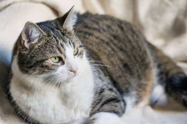 Yetişkin bir tekir kedi hafif bir battaniyenin üzerinde yatıyor. Seçici odaklanma, yakın plan. Kedi Günü