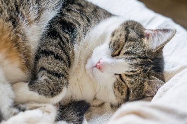 Yetişkin bir tekir kedi hafif bir battaniyenin üzerinde uyuyor. Seçici odaklanma, yakın plan. Kedi Günü
