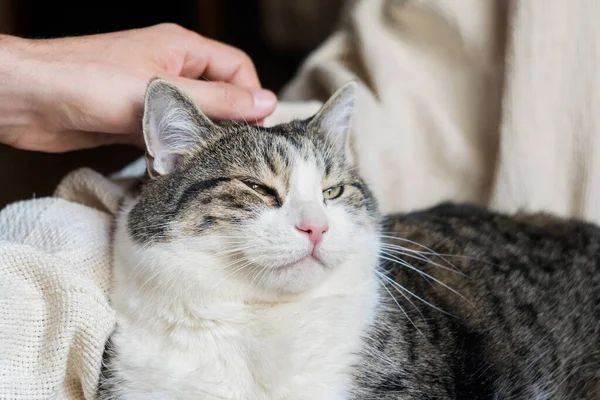 Erkek eli bir kediyi okşuyor. Kedi hafif bir battaniyenin üzerinde yatıyor. Seçici odaklanma. Kedi Günü