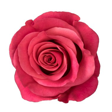 Pembe Gül beyaz arkaplanda izole edildi.