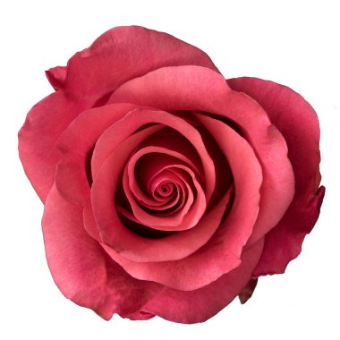 Pembe Gül beyaz arkaplanda izole edildi.