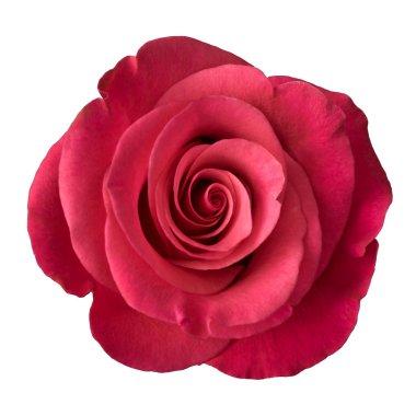 Pembe Gül beyaz arkaplanda izole edildi.