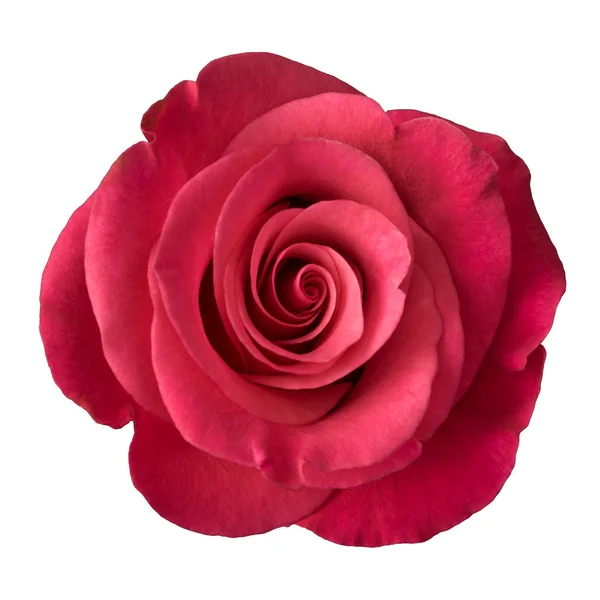 Pembe Gül beyaz arkaplanda izole edildi.
