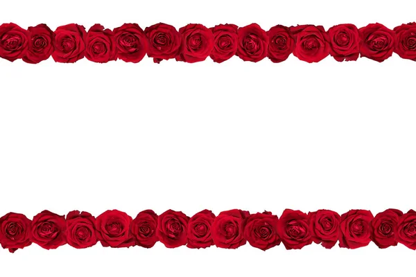 Rosas Rojas Dispuestas Dos Líneas Fondo Blanco —  Fotos de Stock