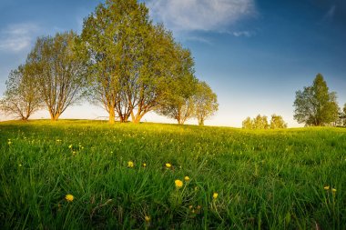 Sarı karahindibalarla dolu bahar çayırı. Mayıs manzara. Masuria, Polonya.