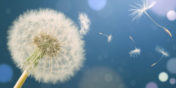 Dandelion releasing seeds. Abstract work. Panoramic.