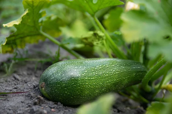 Young fresh cucumber growing on the garden in open ground.