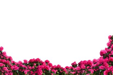 Pembe saksı lı açelyalar (Açelya indica) beyaz arka plan üzerinde izole. Alt dekorasyon, yan görünüm.