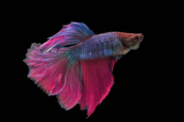 Siyam Dövüşçülerinin güzel rengi Siyah Arkaplan