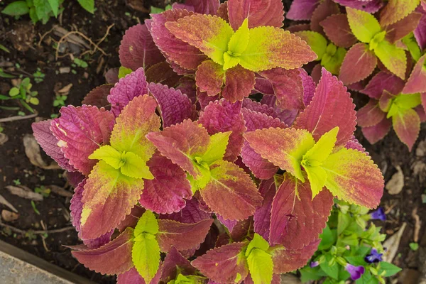 Parlak, güzel Coleus bitkisinin yakınında. Neon yeşil ve mor renkler