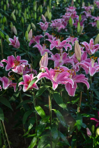 Renkli Lily çiçeklerinin kapalı tomurcuklarla açtığı yakın bir fotoğraf. Açık morumsu taç yaprakları