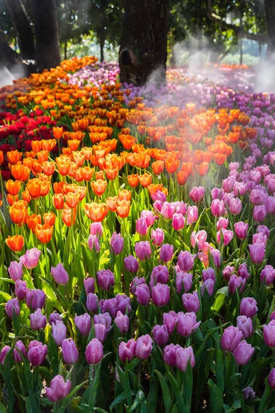 Parlak renkli lale çiçeklerinden oluşan çiçek tarhı. Bahçıvanın rüyası 