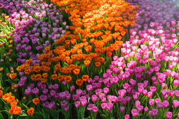 Lit Fleurs Fleurs Tulipes Colorées Lumineuses Pleine Floraison Rêve Jardinier — Photo