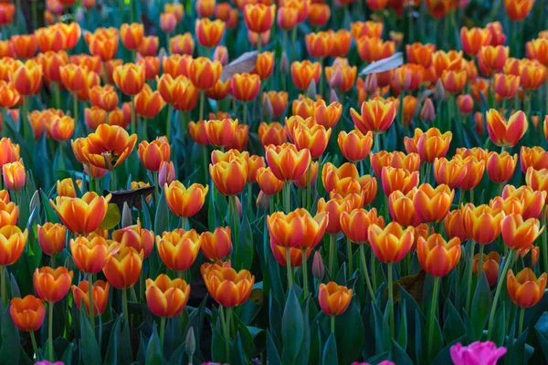 Cama Flores Tulipa Coloridas Brilhantes Plena Floração Sonho Jardineiro — Fotografia de Stock