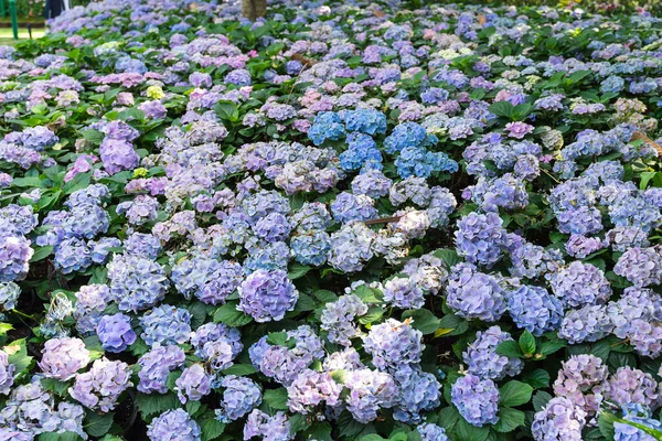 Açık mavi ortancaların en güzel çiçek tarhı. 