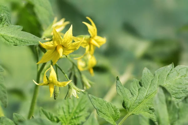Žluté Květy Rajčatové Rostliny Mezi Zelenými Listy Kopírovací Prostor Zvolené — Stock fotografie