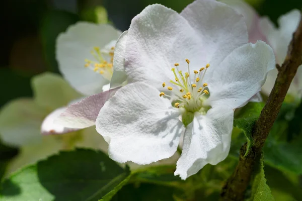 Beautiful Blossom Apple Tree Macro Shot Selected Focus Narrow Depth — Stock Photo, Image