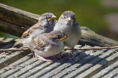 üç genç serçe kuşlar (Passer domesticus) birlikte gri ahşap, seçilmiş odak, alan dar derinliği üzerinde tüneme vardır