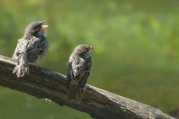 Två Söta Fågelungar Gråsparv Ungar Passer Domesticus Gren Som Kräver — Stockfoto