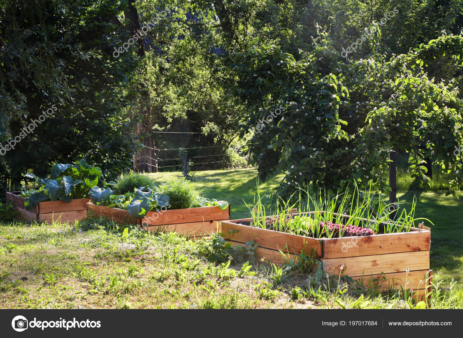 Raised Vegetable Beds Made Wood Rural Country Garden Copy - Wood For Raised Vegetable Garden Raised Vegetable Beds Made Wood Rural Country Garden Copy - Wood For Raised Vegetable Garden