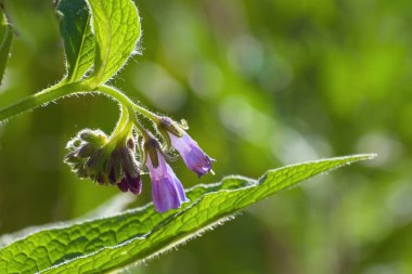 Karakafes çiçeği (Symphytum officinale) mor mavi çiçekler bulanık arka plan kopya alanı, bitki ile halk hekimliği, seçilen odak kullanılan bir yeşil