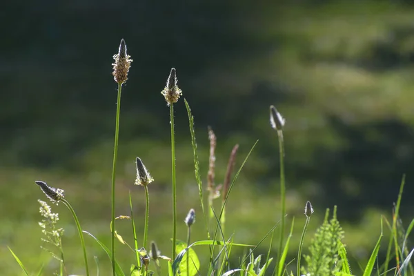 Çiçek Ribwort Muz Dar Yapraklı Sinirli Yaz Çayır Veya Öksürük — Stok fotoğraf