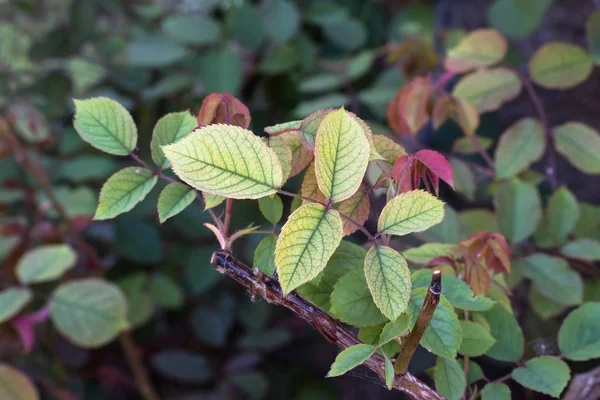 Näringsbrist Roses Såsom Brist Järn Igenkännliga Chlorotic Blad Kopia Utrymme — Stockfoto