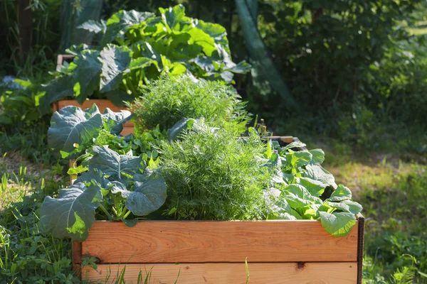 Moestuin Verhoogde Houten Bedden Platteland Scène Geselecteerde Focus — Stockfoto