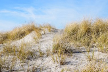 kumul ile güneşli bir plaj kopya alanı Baltık Denizi'nin mavi gökyüzü karşı kuru marram ot (Ammophila arenaria)
