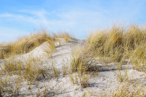песчаная дюна с сухой мраморной травой (Ammophila arenaria) в солнечный день против голубого неба на пляже Балтийского моря, копировальное пространство
