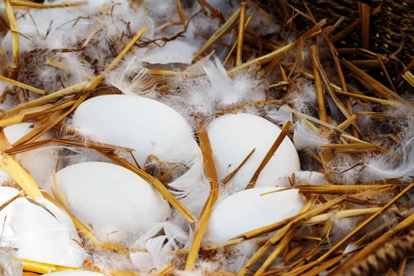 Gänseeier Und Weiße Federn Einem Nest Aus Stroh Ausgewählter Fokus — Stockfoto