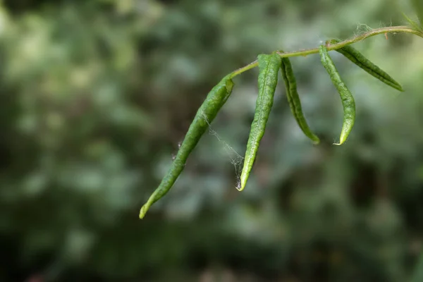 Gerollte Rosenblätter Nach Der Eiablage Durch Einen Schädling Die Blätterrollsäge — Stockfoto