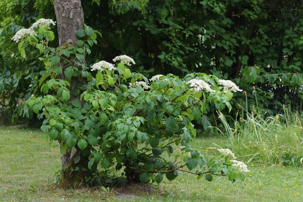 Lezení Hortensia Hydrangea Petiolaris Květu Jabloní Zahradě Venkova Země Kopie — Stock fotografie