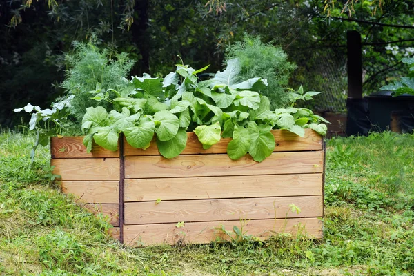 Raised Wooden Bed Vegetable Plants Built Slope — Stock Photo, Image