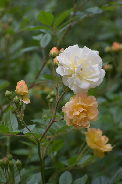 Bloemen Van Ghislaine Fligonde Een Kruipend Klimmen Roos Met Bloeiende — Stockfoto