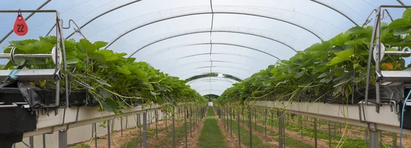 草莓温室带凸起的床 自动灌溉和施肥下的透明塑料屋顶 全景横幅格式 精选焦点 — 图库照片