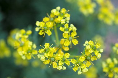ortak rue (Ruta graveolens) makro atış bitkisel bitki, seçilen odak, çok dar alan derinliği sarı çiçek